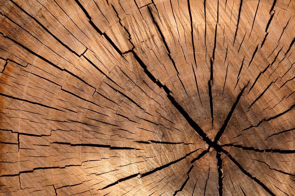 Photo d'un tronc d'arbre